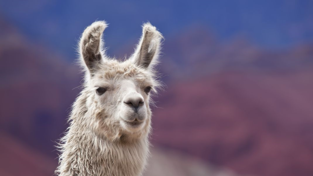 Llamas forever! mod preview for RimWorld