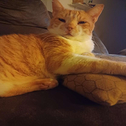 Giant Cat