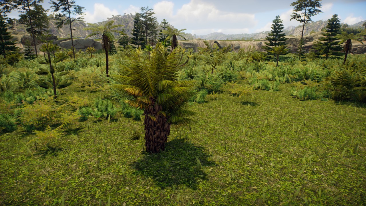 Big Forked Cycad