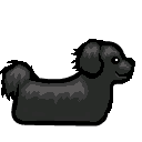 Pekingese