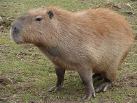 Capybara Govoner