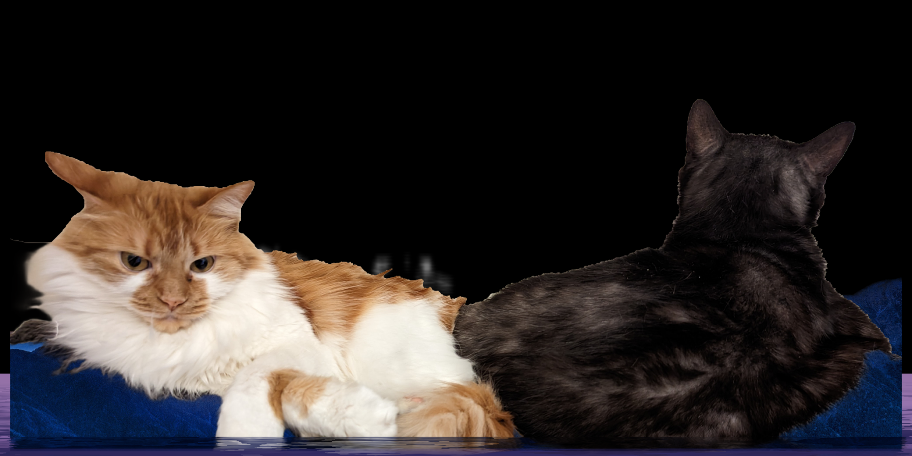 Cat Hills