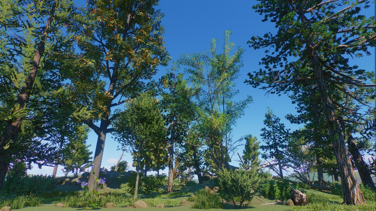 Forest Scenery 14