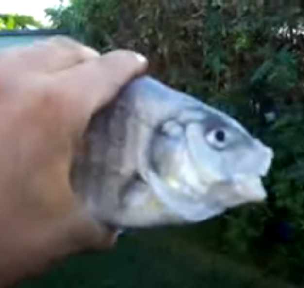 Latcher - Killer Fish from San Diego – Barotrauma Mod