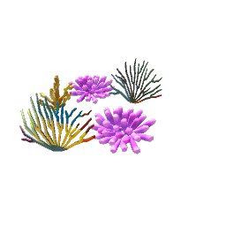 coral
