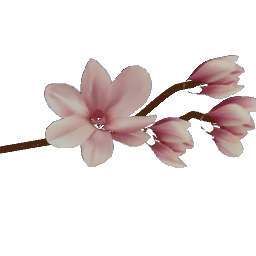 Magnolia decal