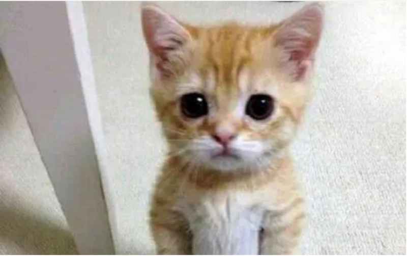 Happy cat