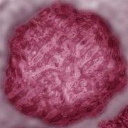 Japanese Encephalitis Virus