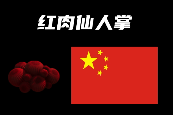 红肉仙人掌(Meat Plant)