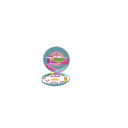 new Polly Pocket opened