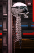 servo_skull – Barotrauma Mod