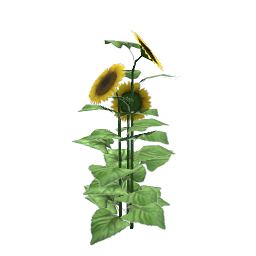 WfS Garden Sunflower 02