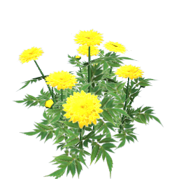 WfS Garden Flowers 32