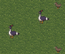 Horned Guans