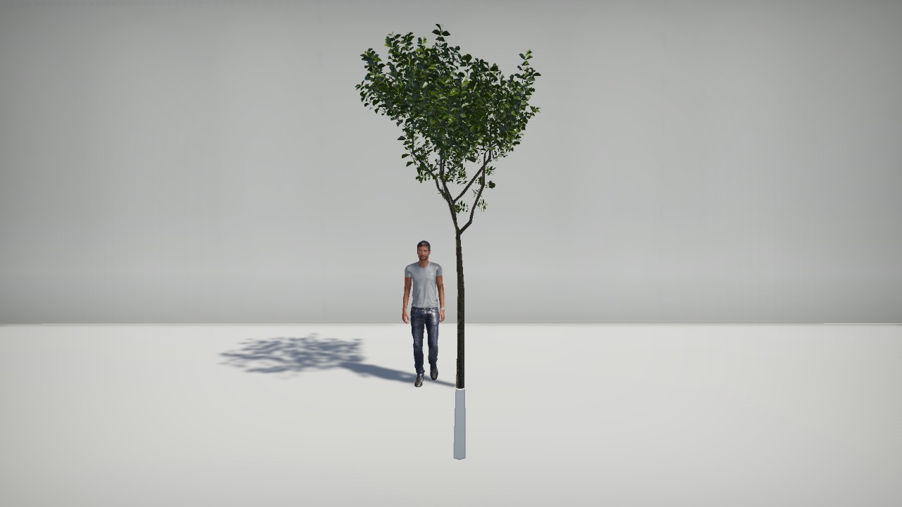 Plantz - European Spindle Tree