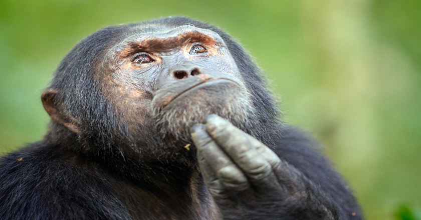 Monkey expanded rus
