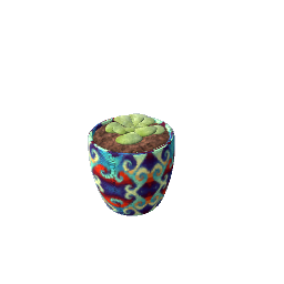 small succulent