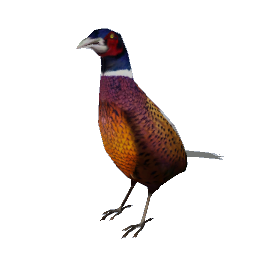 Pheasant