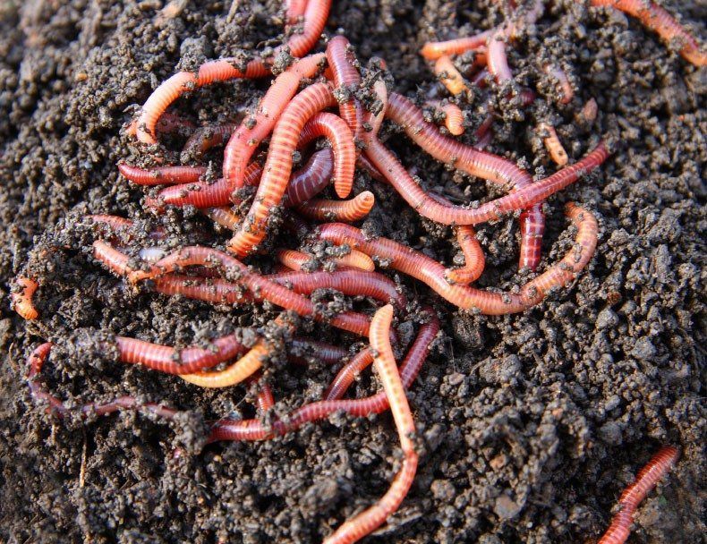 More Worms