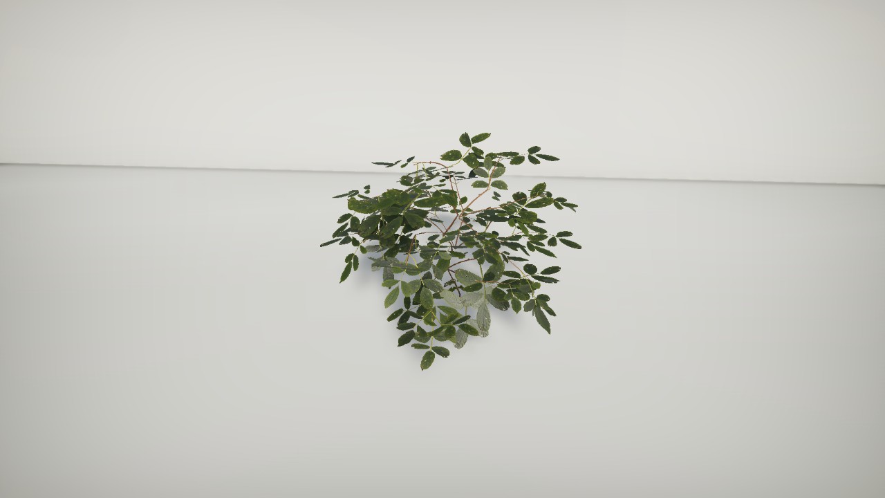 Plantz - Elderberry