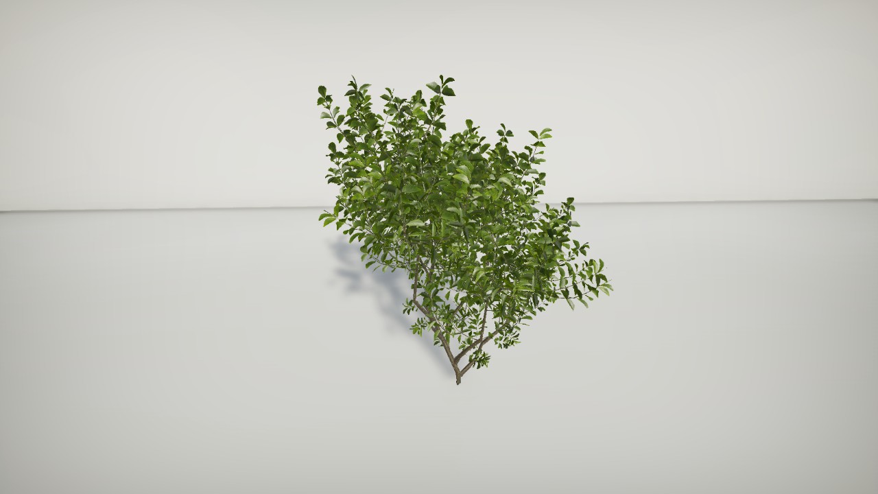 Plantz - European Spindle Large