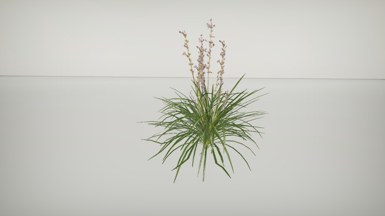 Plantz - Lilyturf 1