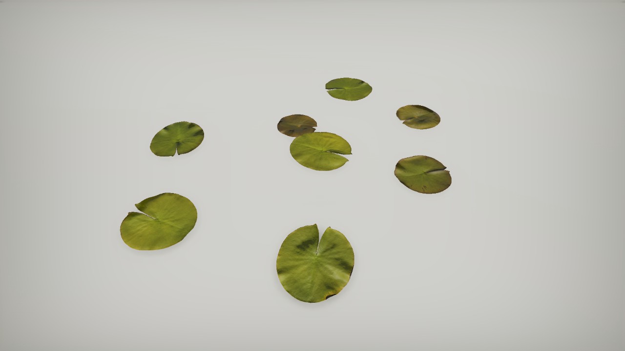 Plantz - Rembrandt Water Lily 3