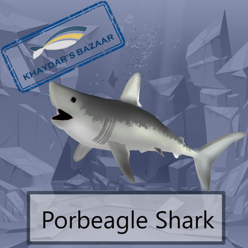 Khaydar's Bazaar - Porbeagle shark