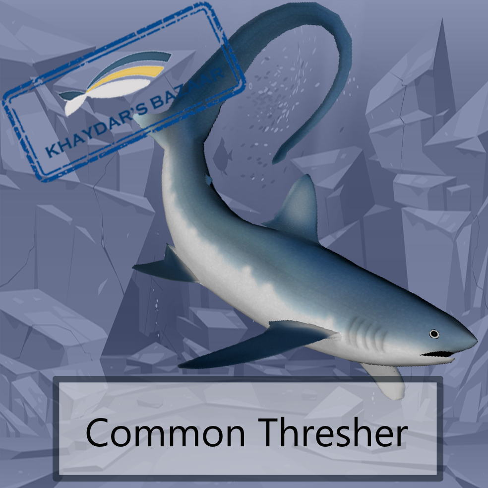 Khaydar's Bazaar - Common Thresher