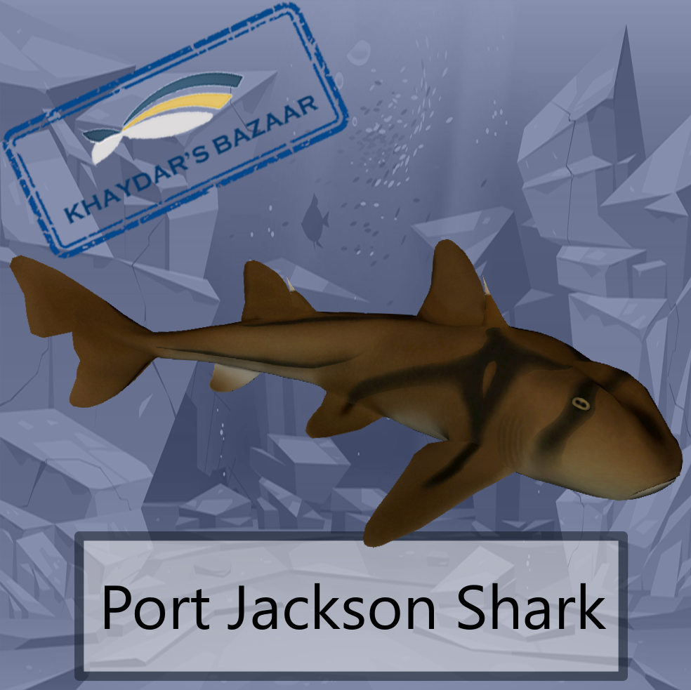 Khaydar's Bazaar - PortJackson Shark