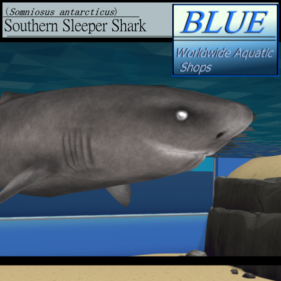 BLUE - Southern Sleeper Shark