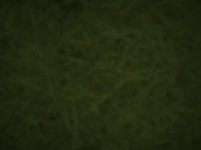 neihbot hud neows