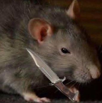 Rat