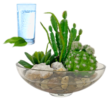 Water from Cactuses and Buttermelon