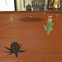 Succulents plants