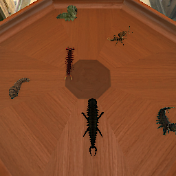 Caterpillars/Centipedes