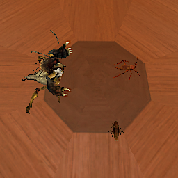 Roaches