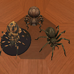 Brown Spiders