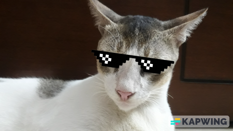 Professional Gamer Cat