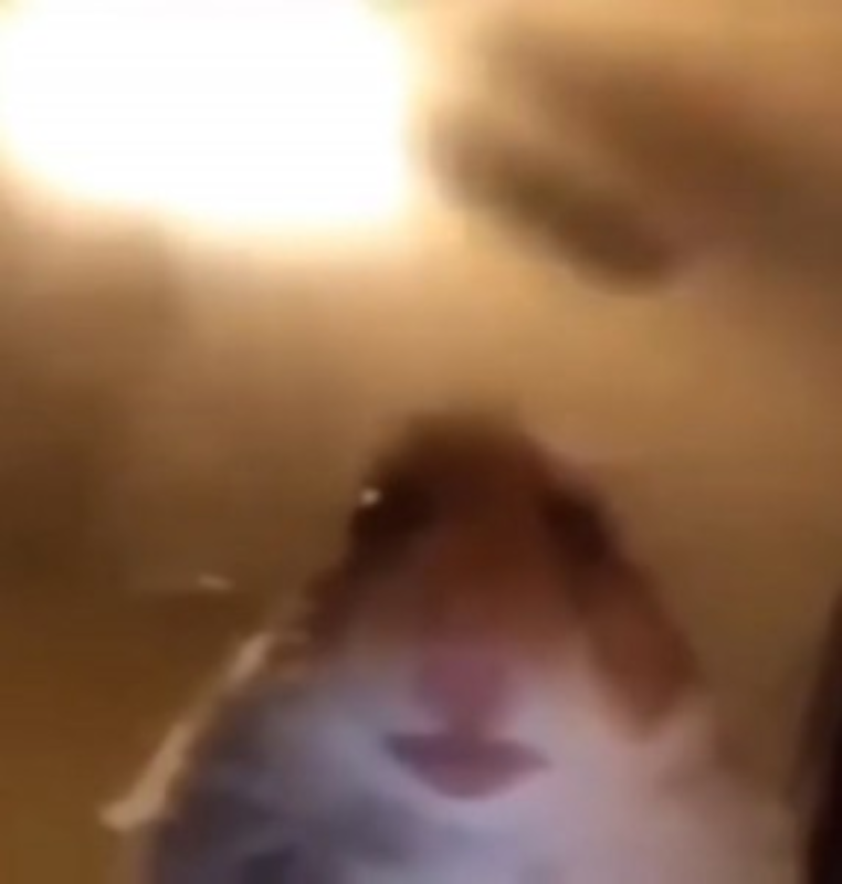 The hamster preview