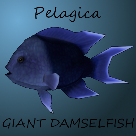 Pelagica - Giant Damselfish