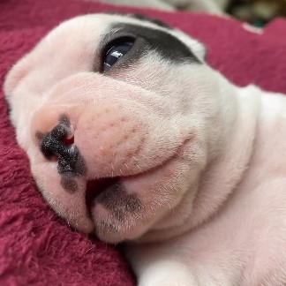 Replace Advisor Grub With This Weird Bulldog