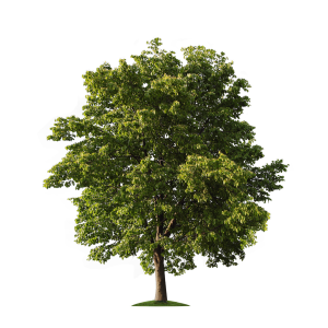 Trees Resource (Wood) Rebalanced