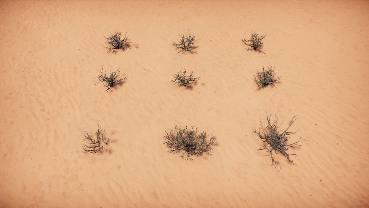 Dry bushes.  / Arbustos secos.