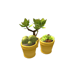 Cactus Trio- V5