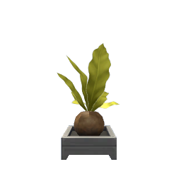 Kokedama Plant- V1