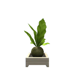 Kokedama Plant- V2