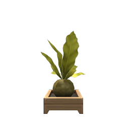 Kokedama Plant- V3