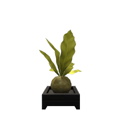Kokedama Plant- V4