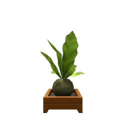 Kokedama Plant- V5